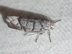 Xyloryctidae