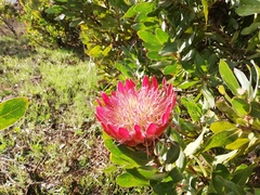 Protea × hybrida