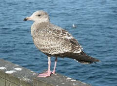 American Herring Gull photo 3