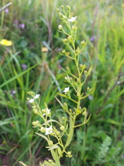 Thesium linophyllon