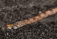 Phyllorhynchus decurtatus