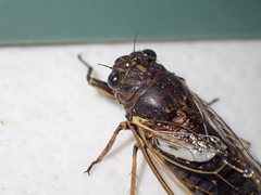 Gelidea torrida
