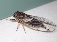 Gelidea torrida
