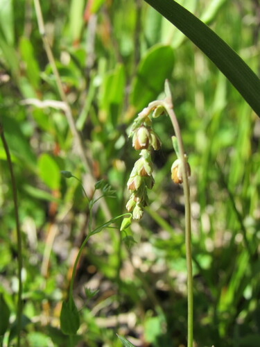 Image of Thalictrum alpinum by (c) Anders Hastings, some rights reserved (CC BY)