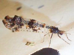 Periclystus circuiter