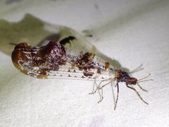 Periclystus circuiter