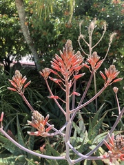 Aloe × commutata
