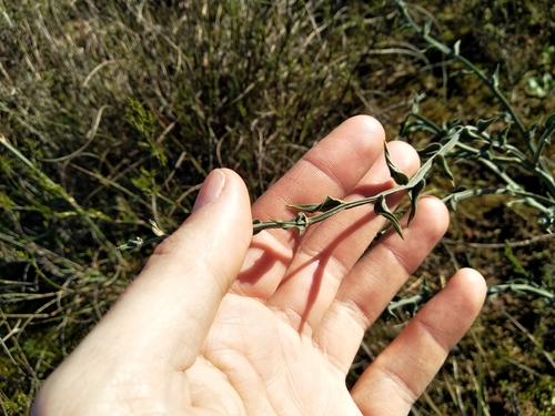 Image of Asparagus undulatus by (c) De Waal Hugo, some rights reserved (CC BY)