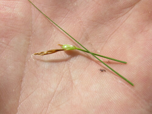 Image of Carex geyeri by (c) Anders Hastings, some rights reserved (CC BY)