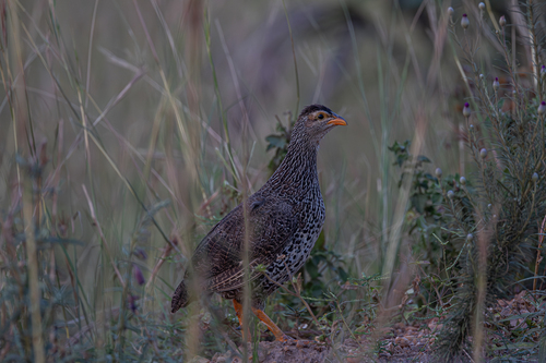Heuglin's Spurfowl (Pternistis icterorhynchus), photo 4
