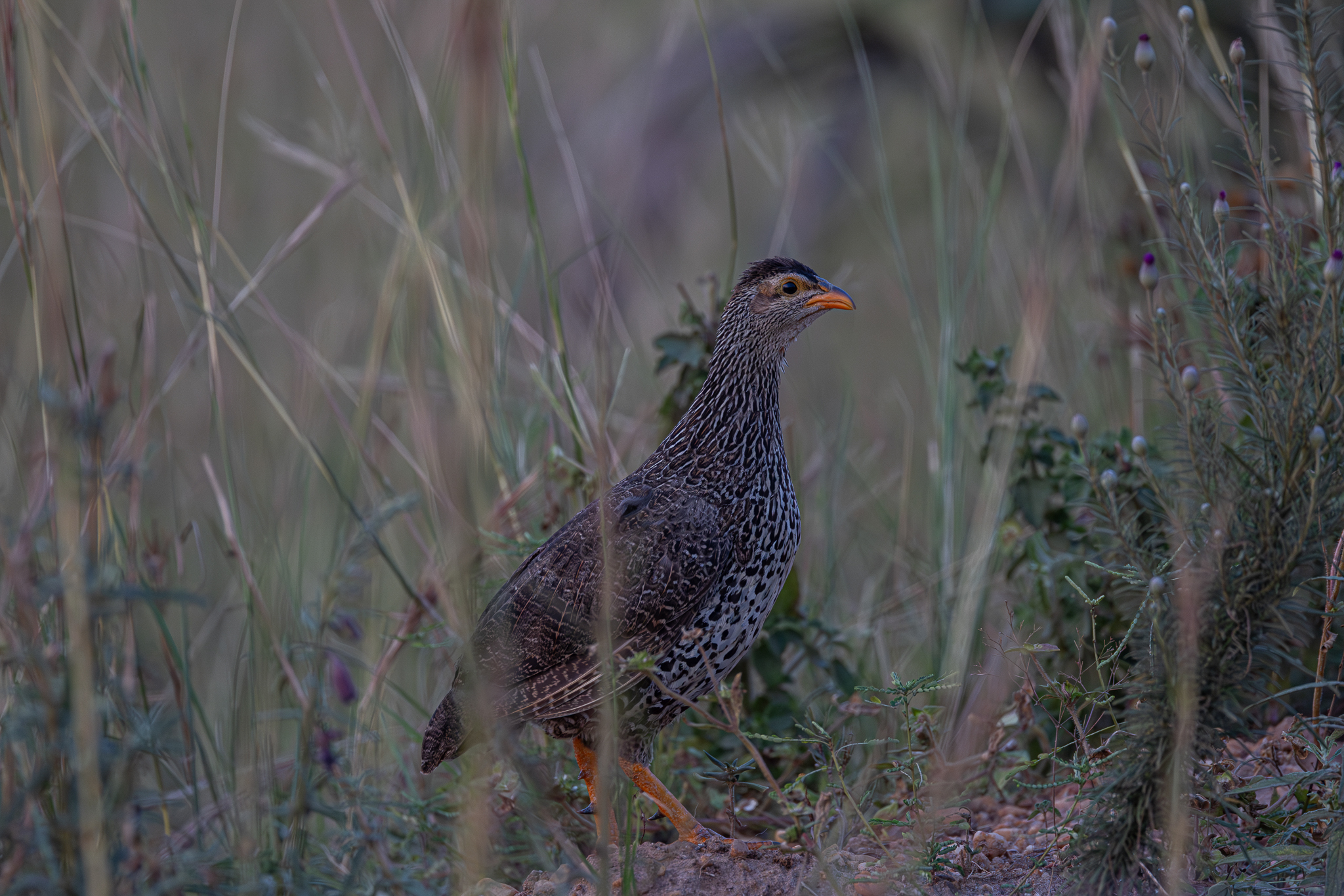 Heuglin's Spurfowl (Pternistis icterorhynchus), photo 2