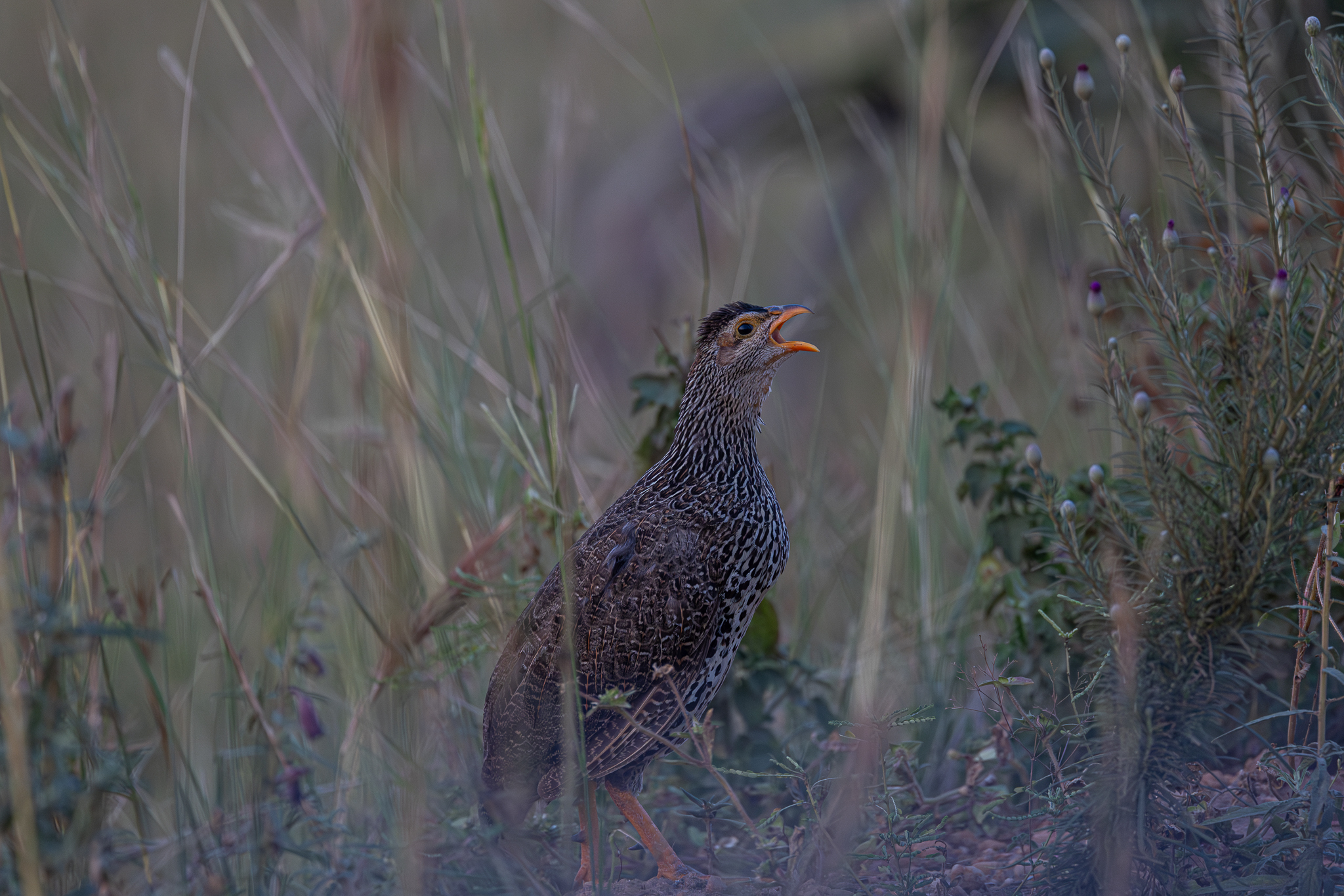 Heuglin's Spurfowl (Pternistis icterorhynchus), photo 3