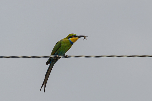 Guêpier à queue d'aronde (Merops hirundineus)