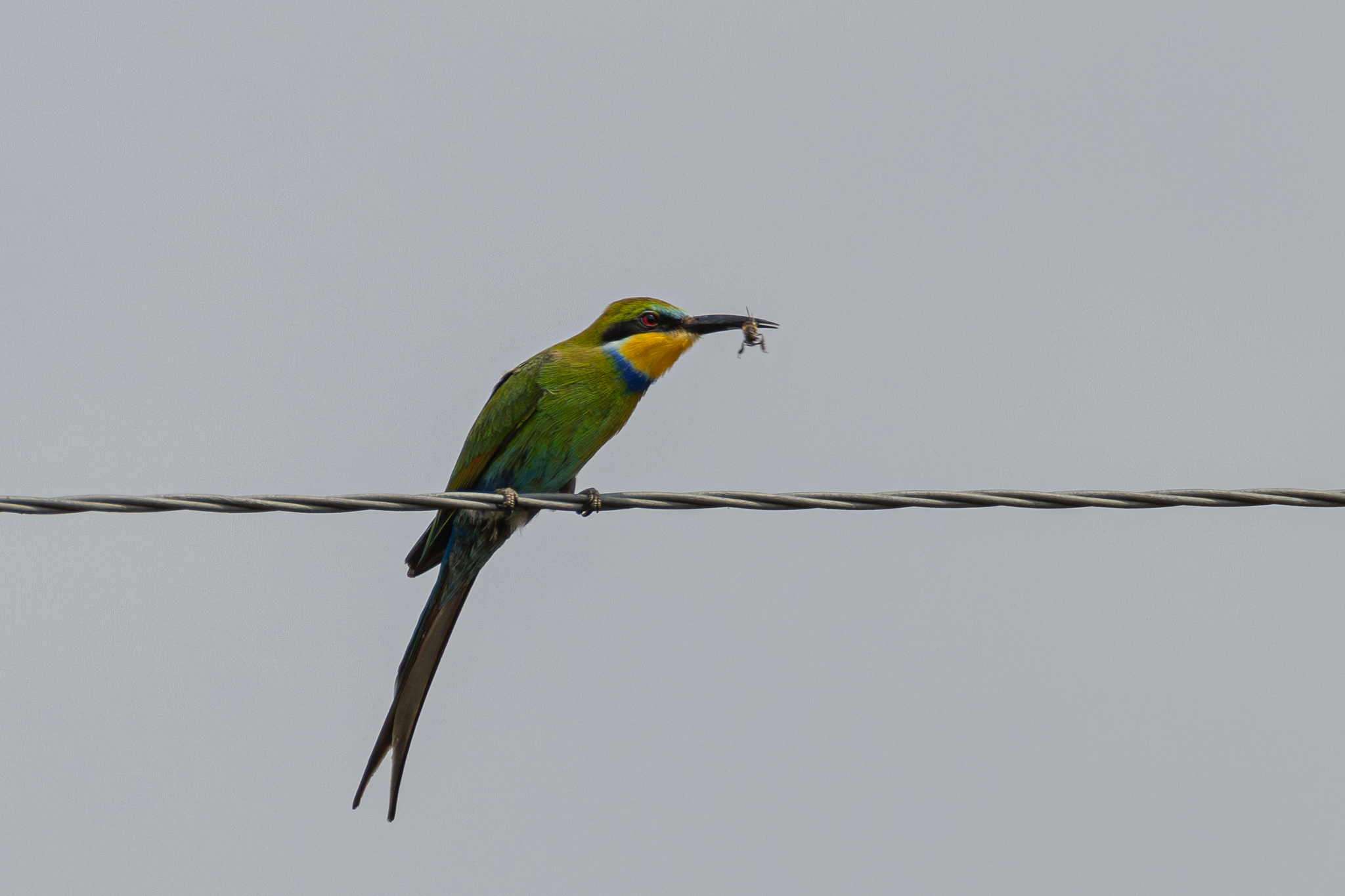 Swallow-tailed Bee-eater (Merops hirundineus)