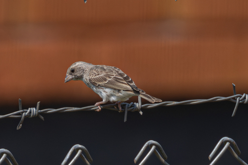 White-rumped Seedeater (Crithagra leucopygia), photo 4