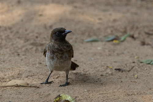 Common Bulbul