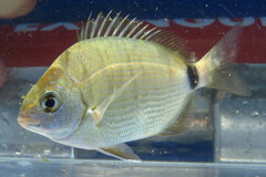 Spottail Pinfish photo 5