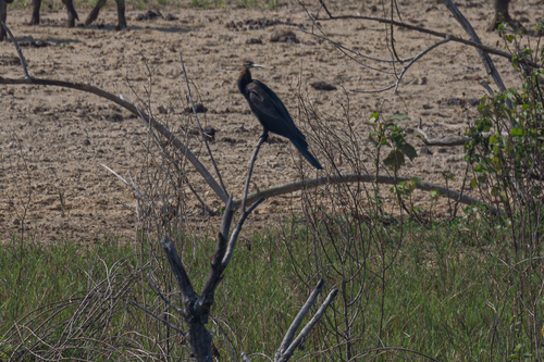 African Darter