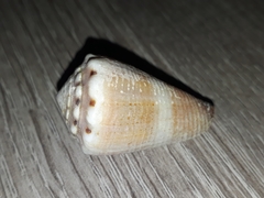 Conus biliosus