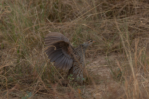 Heuglin's Spurfowl (Pternistis icterorhynchus), photo 9