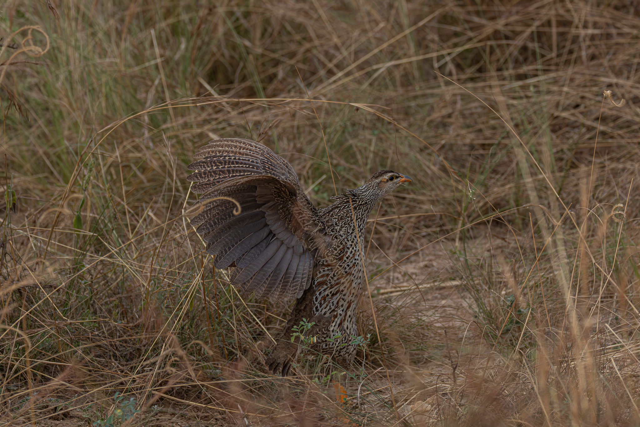 Heuglin's Spurfowl (Pternistis icterorhynchus), photo 4