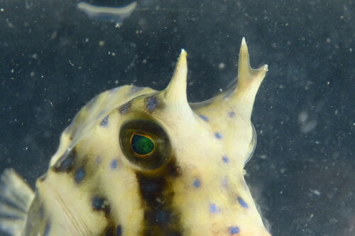 Scrawled cowfish (Acanthostracion quadricornis) — Ostraciidae — 3