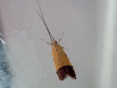 Crocanthes micradelpha