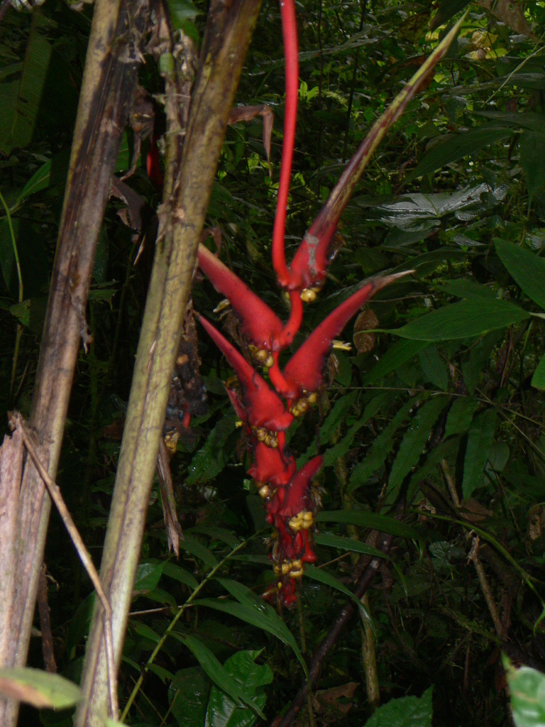 Heliconia sclerotricha
