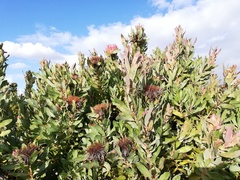 Protea × hybrida