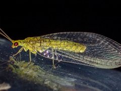 Italochrysa insignis
