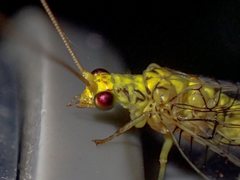 Italochrysa insignis