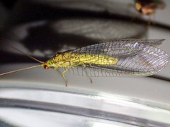 Italochrysa insignis