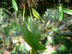 Pleurothallis dibolia