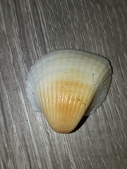 Arcida