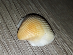 Arcida