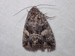 Condica macrosema