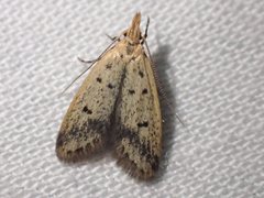 Atheropla decaspila