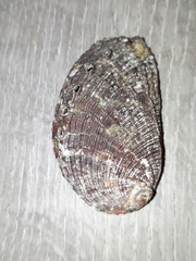 Haliotis diversicolor