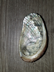 Haliotis diversicolor