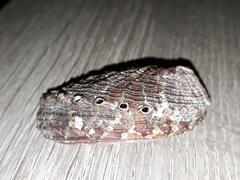 Haliotis diversicolor