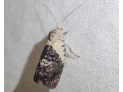 Hypertropha chlaenota