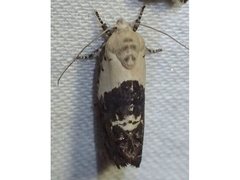Hypertropha chlaenota