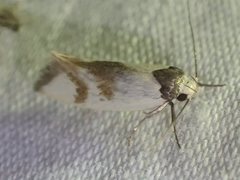 Antipterna trilicella