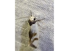 Antipterna trilicella