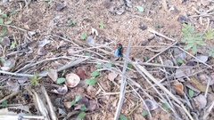 Arniocera auriguttata