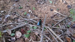 Arniocera auriguttata