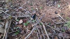 Arniocera auriguttata