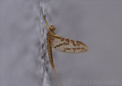 Callibaetis sellacki