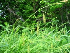 Carex arnellii
