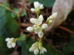 Persicaria chinensis